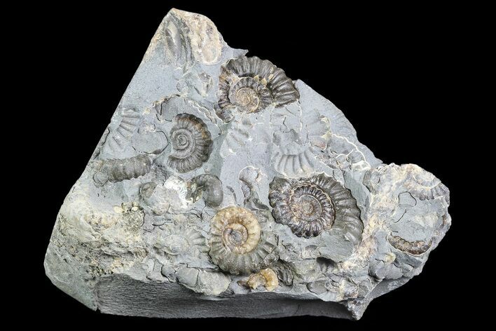 Ammonite (Promicroceras) Cluster - Somerset, England #86246